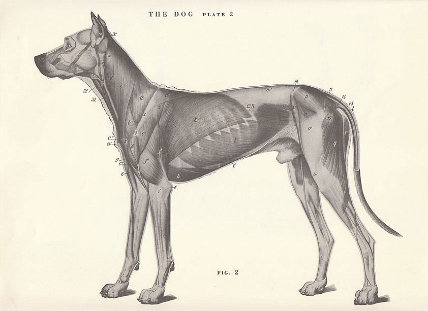 Canine anatomy