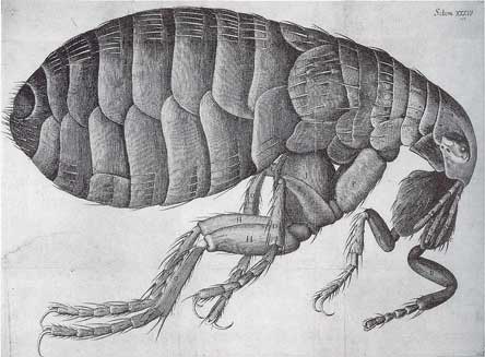  Big flea, gross! 