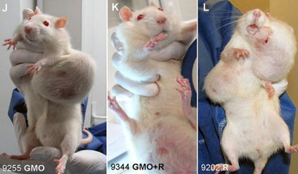 rats with GMO tumors