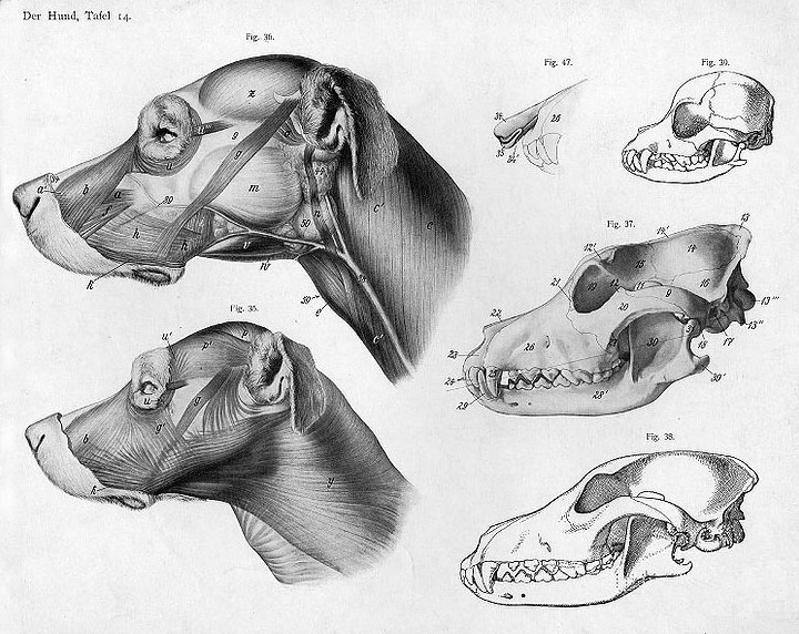 anatomy of canine head